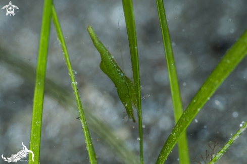 A Hippolyte inermis | shrimp