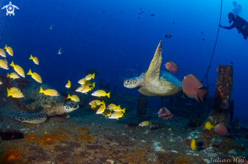 A Hawaiian green sea turtle