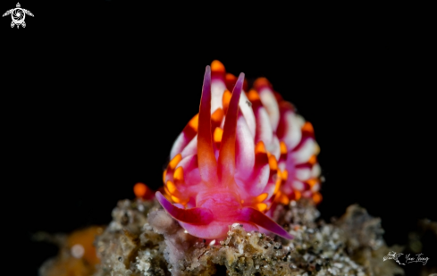 A Nudibranch