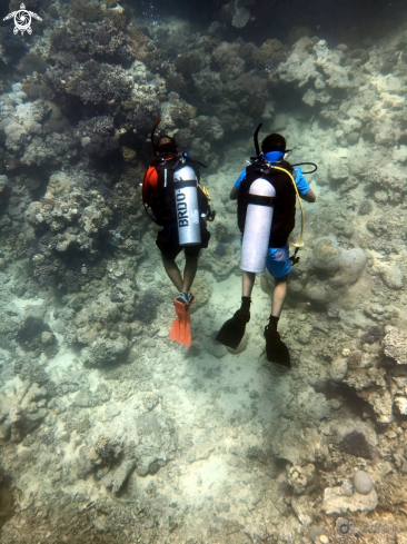 A Scuba diving | Scuba divers