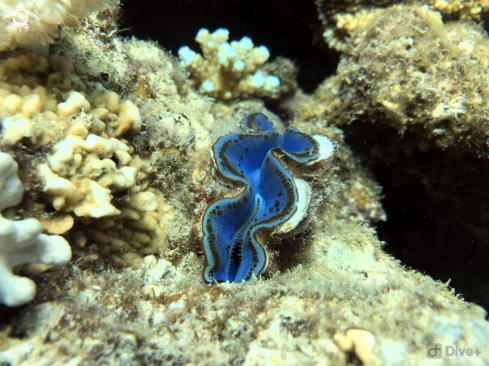A Giant sea clams