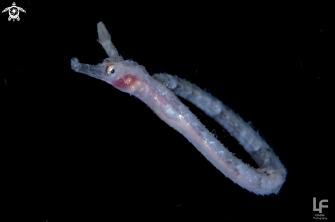 A Pipefish 