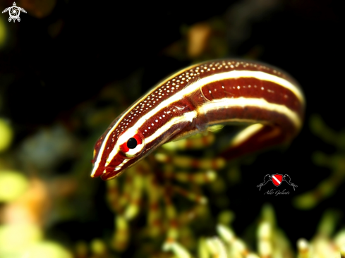 A Lepadichthys Lineatus (Briggs 1966) | Doubleline Clingfish - Precious Clingfish