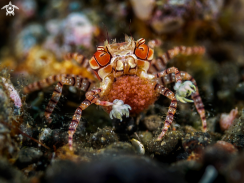 A Lybia tessellata | Pom Pom Crab