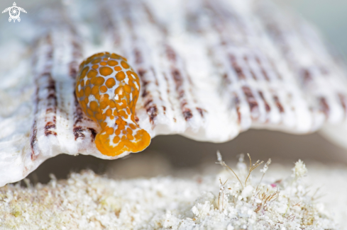 A Headshield Slugs-Haminoea sp.2 | Headshield Slug