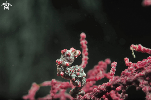 A pygmy sea horse