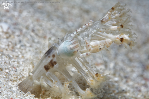 A Porcellanella triloba | Porcelain Crab