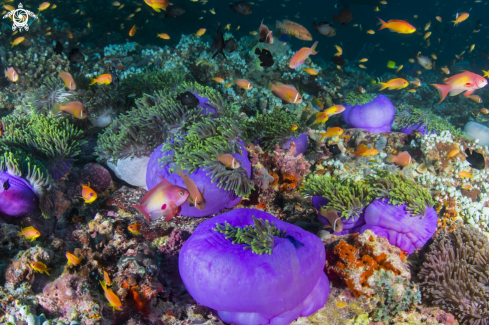 A Purple Anemones