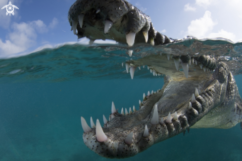 A American Crocodile