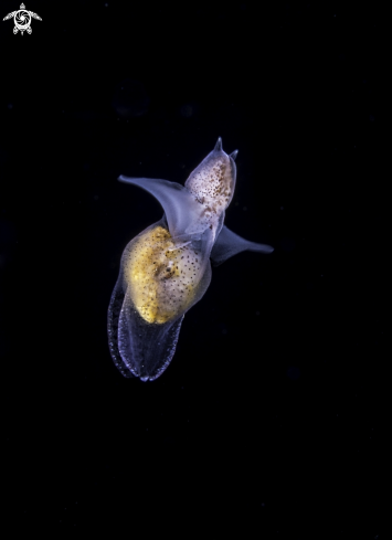 A Sea Angel