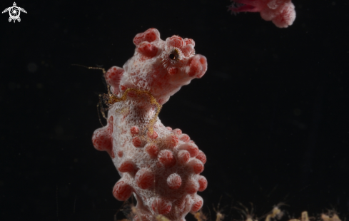 A Caprella sp and Hippocampus barbiganti | Skeleton Shrimp on a Pygmy Seahorse