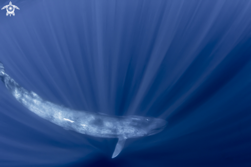 A Blue Whale