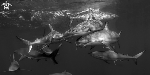 A Carcharhinus falciformis, | Silky sharks 