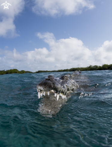 A American Crocodile