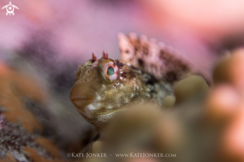 A Blenny