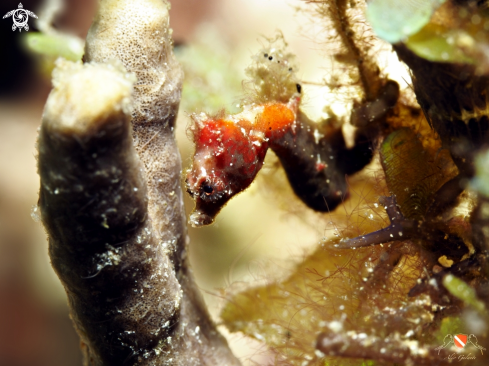 A Severn’s pygmy seahorse