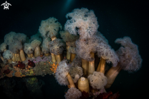 A Plumose Anemone