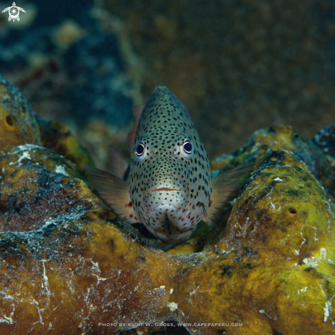 A Paracirrhites forsteri | Freckled Hawkfish