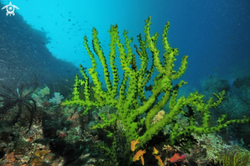 A stony coral