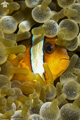 A Anemone fish 