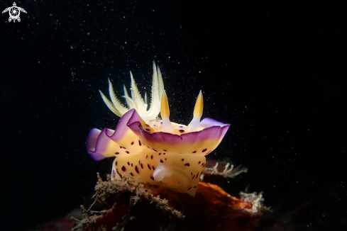 A Chromodoris kuniei Pruvot-Fol | Sea Slug