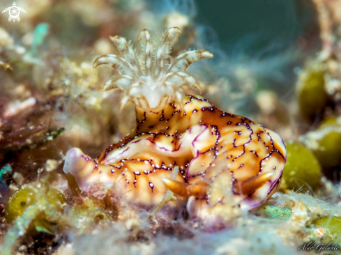 A Nudibranch Krakatoa