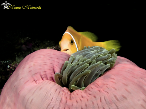 A Clownfish and anemone