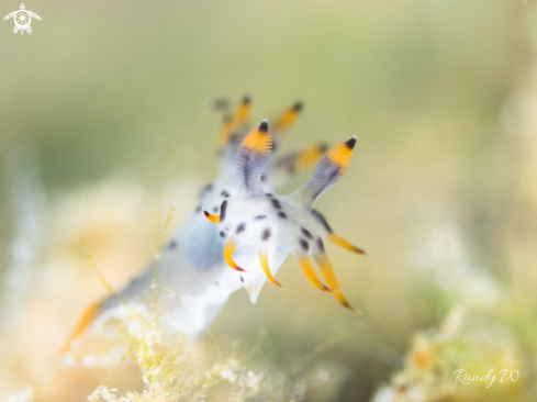 A Polycera | Nudibranch