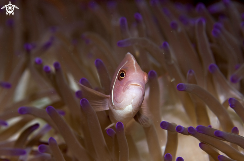 A Anemonfish