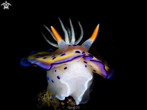 A Goniobranchus Kuniei | Nudibranch