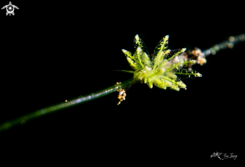 A nudibranch