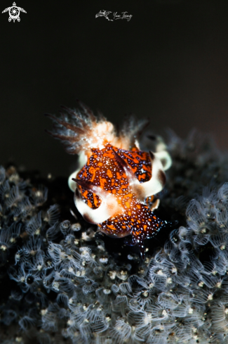 A Trapania Miltabancha | Nudibranch