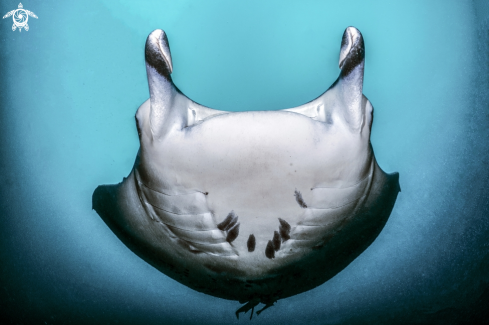 A Manta