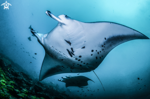 A Manta