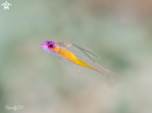 A Bryaninops Natans | Goby Fish