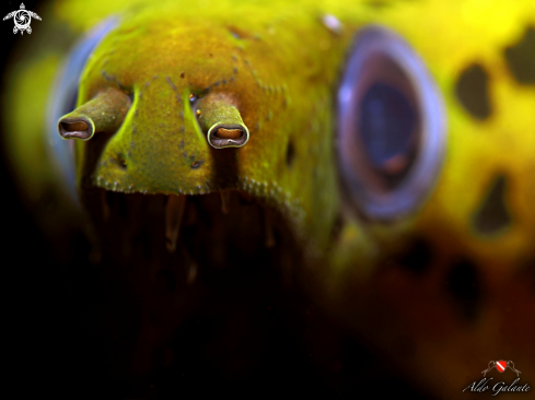 A The Yellow Head Fimbriated Eel