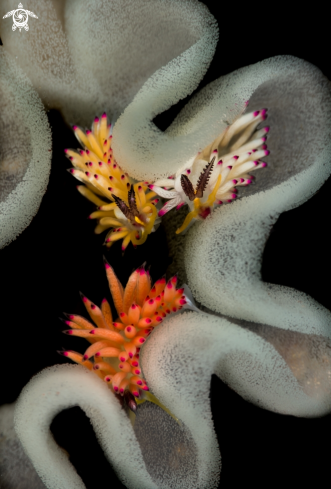 A favorinus | Egg-eating nudibranchs