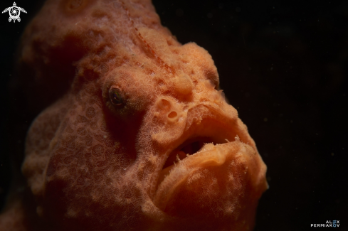 A Frogfish