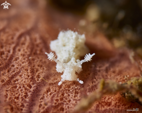 A Nudibranch