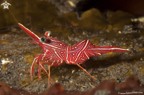 A Hingebeack shrimp | Cleaning shrimp