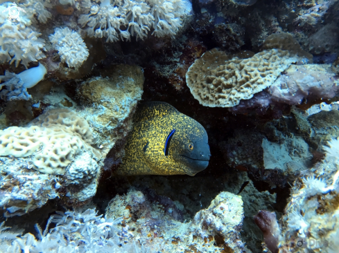 A Yellow margin moray