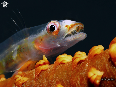 A Whip Coral Goby