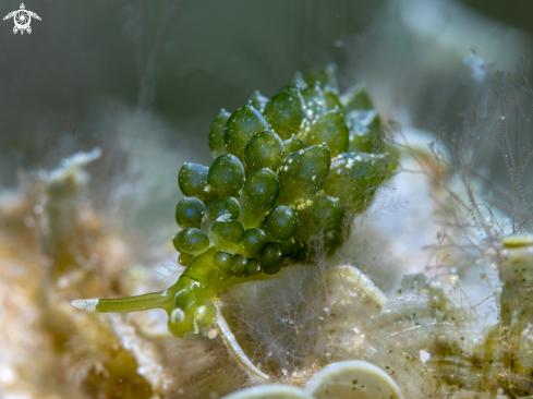 A Stiliger Smaragdinus (Baba, 1949) | Nudibranch