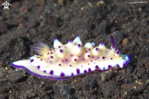 A Mexichromis multituberculata | Nudibranch