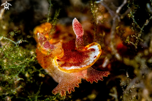 A Hexabranchus sanguineus 