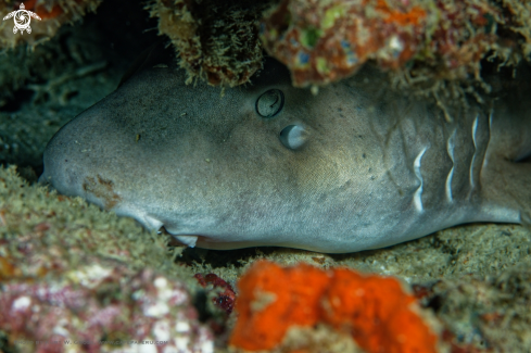 A Brown-banded Bamboo Shark