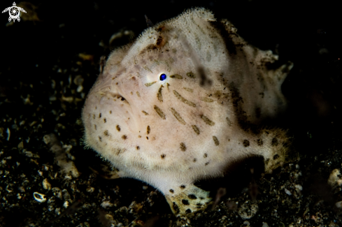 A Antennarius striatus | Hairy frogfish