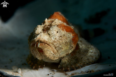 A Stonefish