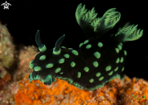 A Nembrotha cristata