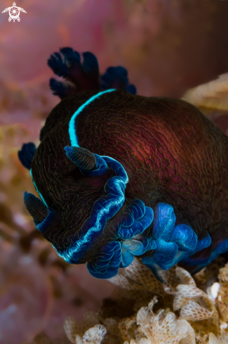 A Black Nudibranch